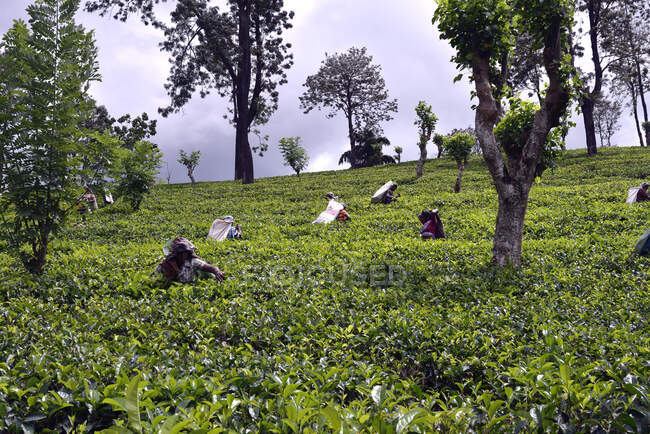 Шри-Ланка. Плантация Мадулкель, рабочие на чайной плантации собирают молодые побеги. — стоковое фото
