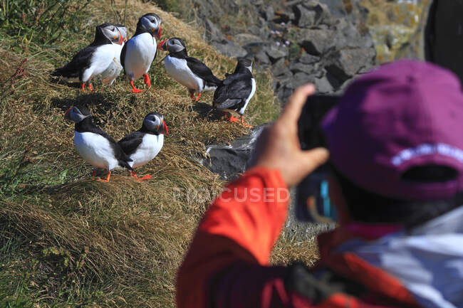Hombre tomando foto de los frailecillos Islandia - foto de stock
