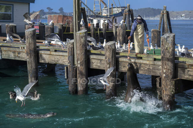 Estados Unidos, California, Condado de Sonoma, Bodega Bay, alimentación de focas - foto de stock