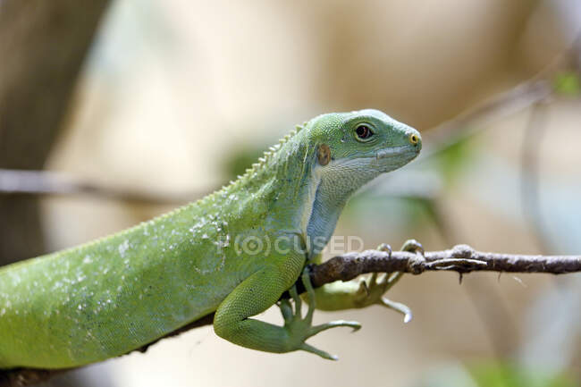 Reptil. Nahaufnahme eines Leguans von Fidschi (Brachylophus fasciatus)). — Stockfoto
