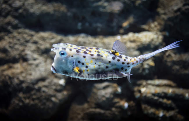 Malerischer Blick auf exotische Fische, selektiver Fokus — Stockfoto