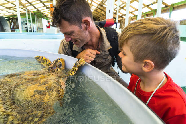 Un père et son fils observent une tortue, Oldhegg Turtle Sanctuary, Bequia, Saint-Vincent et les Grenadines, Antilles — Photo de stock
