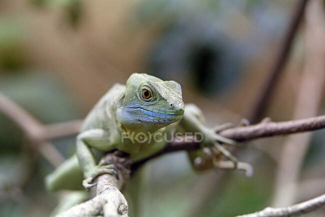 Reptil. Nahaufnahme auf einem grünen Basilikum (Basiliscus will plumifrons)). — Stockfoto