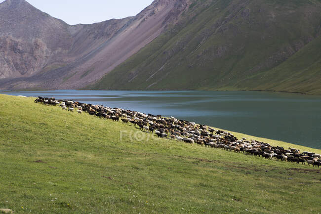 Manada de ovejas que se alejan del lago Kol Ujalá para pastar en los valles vecinos, Kol Uzbekistán, Kochkor, Kirguistán - foto de stock