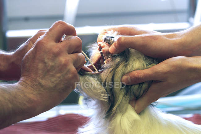 Los veterinarios que tratan al perro, enfoque selectivo - foto de stock