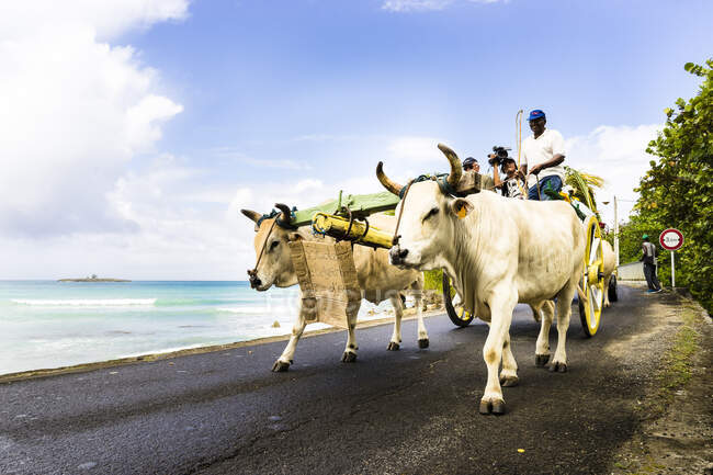 Taureaux tirant un chariot, Saint-Louis, Marie-Galante, Guadeloupe, France — Photo de stock