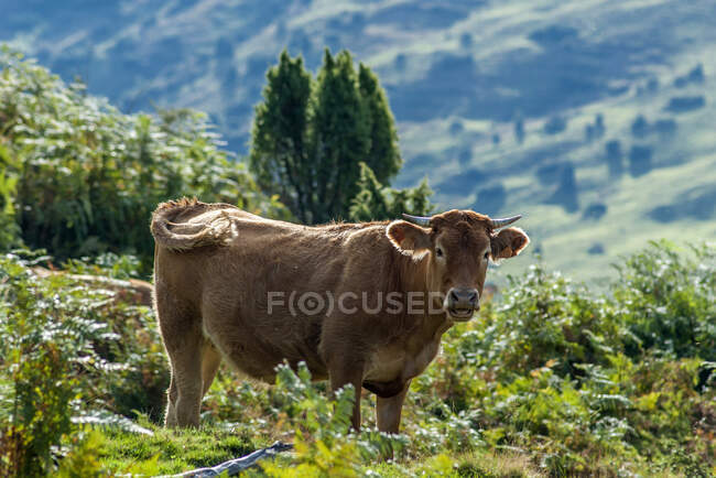 França, Parque Nacional dos Pirinéus, Val d 'Azun, vaca livre no col du Soulor (passagem de montanha) — Fotografia de Stock