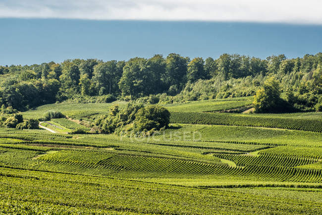 Vista panorámica del viñedo en Chamery, Montagne de Reims - foto de stock