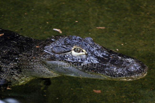 Reptil. Primer plano de un cocodrilo del Mississippi (Alligator mississippiensis). - foto de stock
