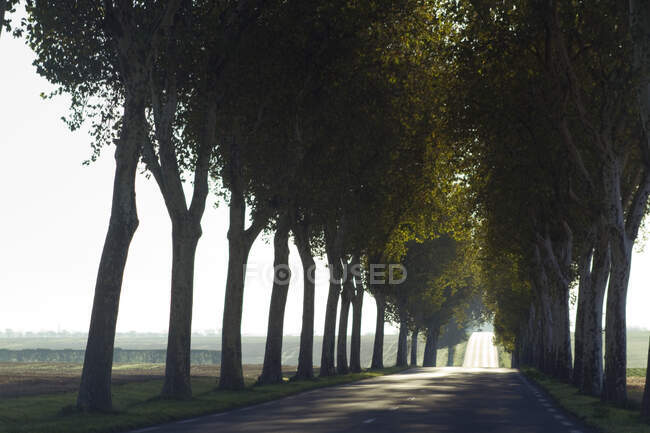 França, Vendee, estrada ladeada por árvores planas. — Fotografia de Stock