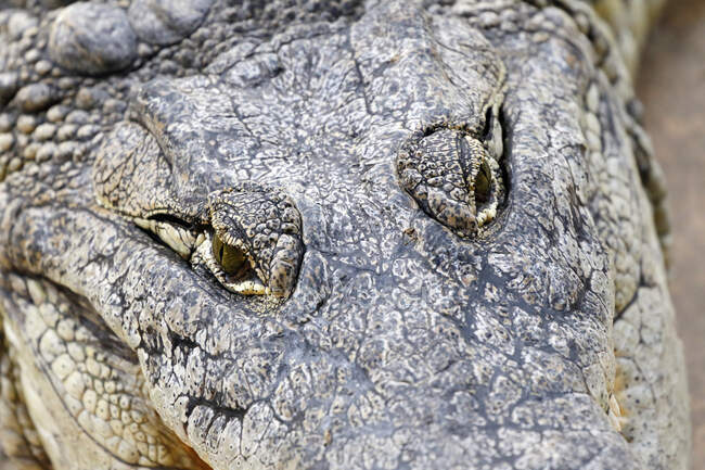 Reptil. Primer plano sobre un cocodrilo del Nilo (Crocodylus niloticus corviei). - foto de stock