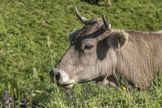 Primer plano de la vaca, España, enfoque selectivo - foto de stock
