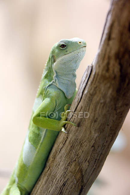 Reptil. Nahaufnahme eines Leguans von Fidschi (Brachylophus fasciatus)). — Stockfoto