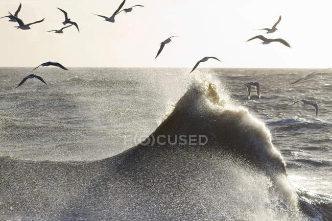 Gaivotas voando sobre as ondas. — Fotografia de Stock