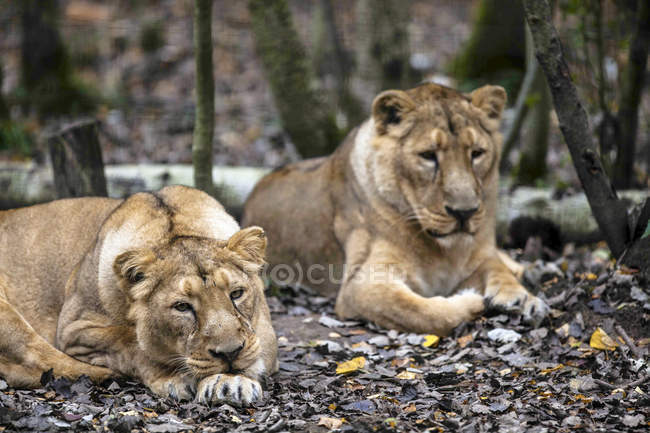 Duas Leões Africanos do sexo feminino deitadas no chão em madeira — Fotografia de Stock