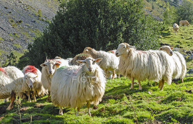 França, Parque Nacional dos Pirinéus, Val d 'Azun, ovelhas no vale d' Estaing — Fotografia de Stock