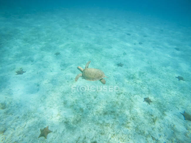 Green turtle, Reserve, Tobago Cays, Mayreau, Saint-Vincent and the Grenadines, West India — стокове фото