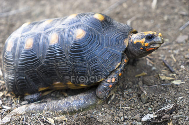 Schildkröte auf Baradals Insel, Reserve, Tobago Cays, Saint-Vincent und die Grenadinen, Westindien — Stockfoto