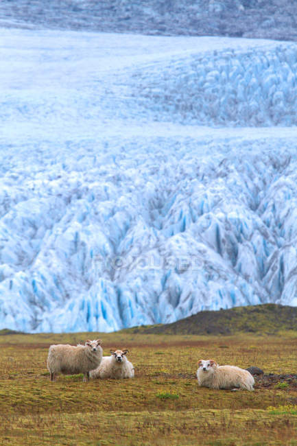 Vista panoramica delle pecore nella laguna di Fjallsrln, Islanda — Foto stock