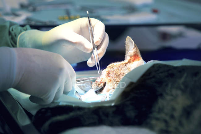 Hacer la operación de veterinario en el gato, enfoque selectivo - foto de stock