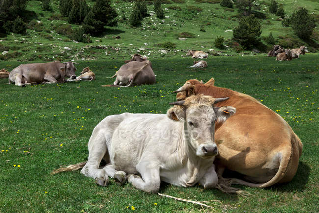 España, Cataluña, Val de Nuria, vacas y terneros tendidos en un prado - foto de stock