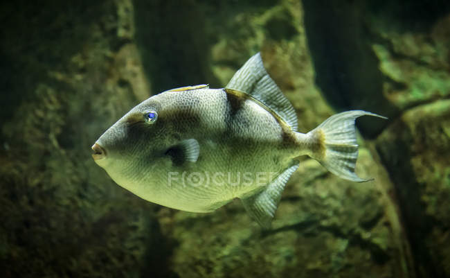 Scenic view of tropical fish, selective focus — Stock Photo