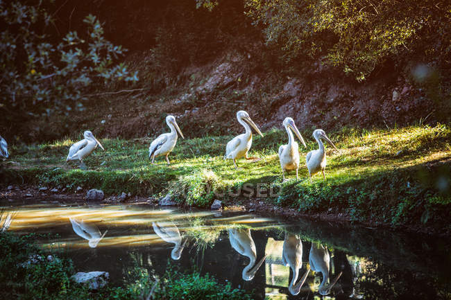 Grupo de pelicanos caminhando perto da lagoa na floresta — Fotografia de Stock
