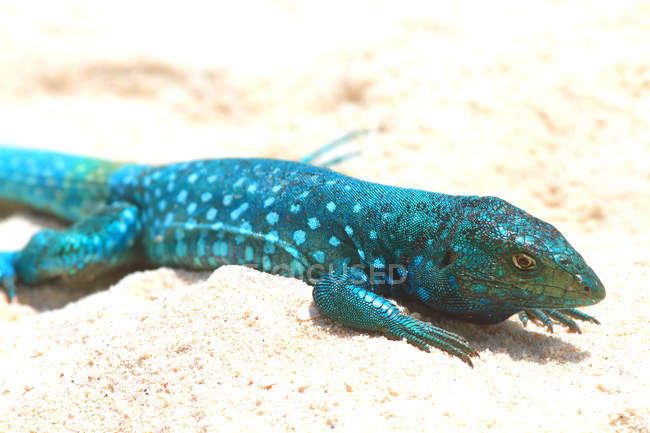 Nahaufnahme einer blauen arubanischen Peitschenschwanzechse auf Sand — Stockfoto