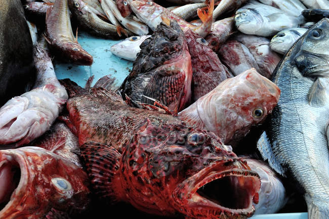 Mercado de pescado en el puerto viejo, Francia, sudeste de Francia, Marsella - foto de stock