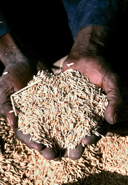 África, Senegal, después de la cosecha de arroz - foto de stock
