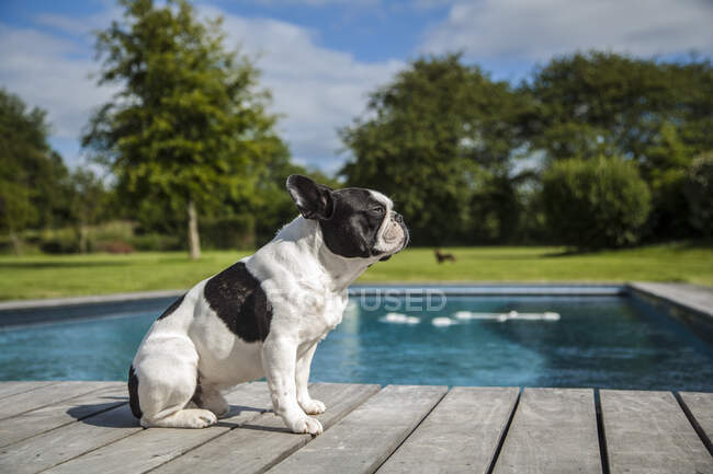 French Bouledogue posing for picture — Stock Photo