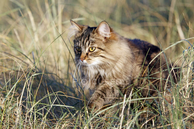 Normandy. Manche. Annoville sur Mer. Pussy of Norwegian breed in the dunes at sunset. — Stock Photo
