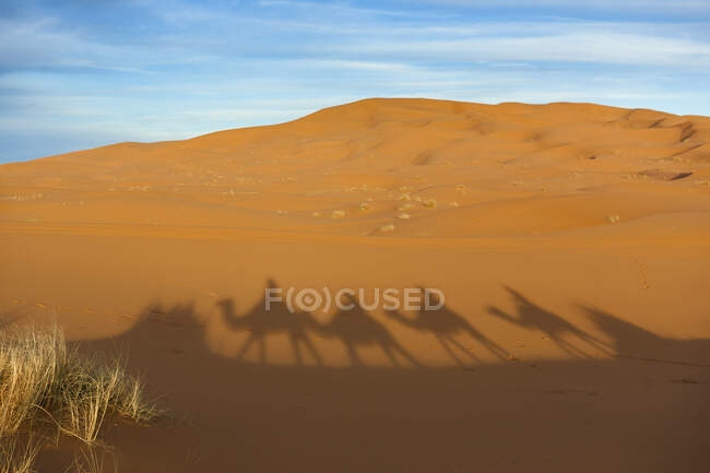 Sombra de una caravana turística en camello en el desierto de dunas en Merzouga, Marruecos - foto de stock