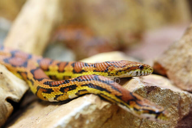 Reptil. Serpiente. Primer plano sobre una serpiente del trigo (Elaphe guttata). - foto de stock