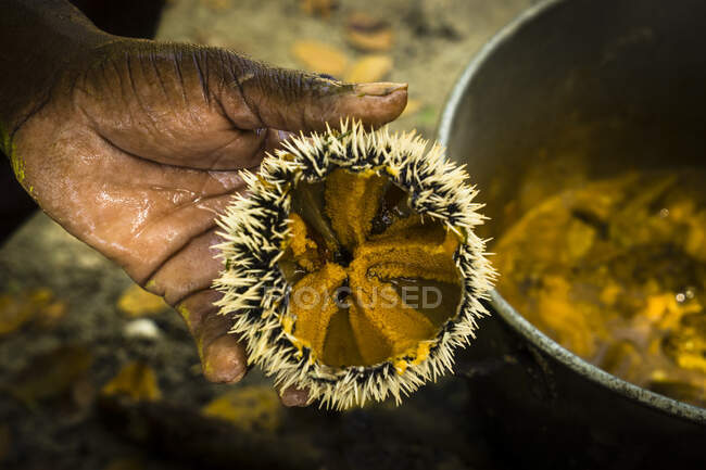 Oursins are cooked on fire, Hog island,  Grenada, West Indies — Stock Photo