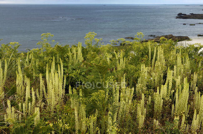 Francia, Bretaña, Finistere, vegetación litoral - foto de stock