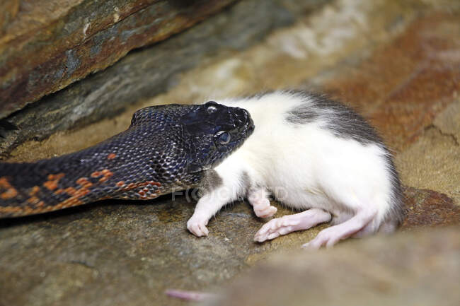 Reptil. Serpiente. Primer plano sobre una serpiente de hierba real con diadema tragando un ratón (Spalerosophis atriceps). - foto de stock