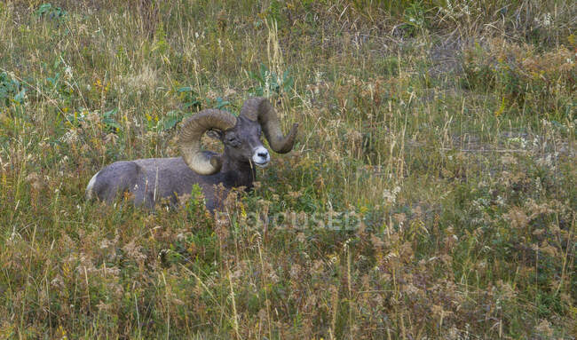 Estados Unidos, Wyoming, Parque Nacional de Yellowstone, ovejas Bighorn macho - foto de stock
