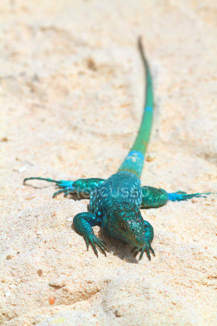 Nahaufnahme einer blauen arubanischen Peitschenschwanzechse auf Sand — Stockfoto