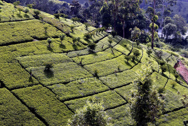 Sri Lanka. Plantação de chá na região de Nuwara Eliya. — Fotografia de Stock