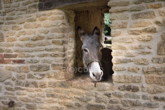 Donkey showing his head through a window in a stone stable — Stock Photo