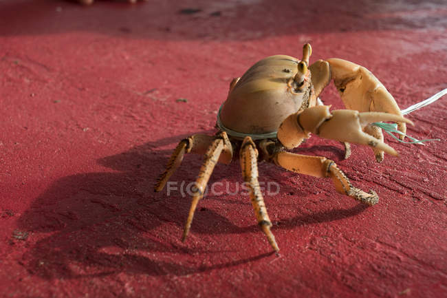 Crab on red background, Chatham Bay — Stock Photo