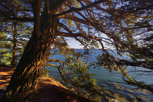 Европа, Франция, Дерево на берегу залива Морбиан — стоковое фото