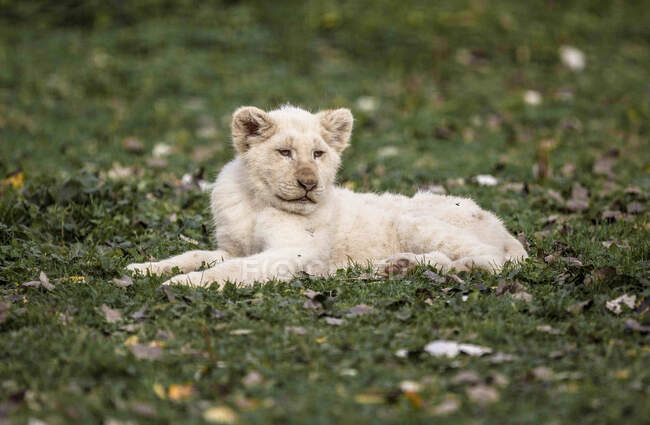 Bebé león blanco sobre hierba - foto de stock