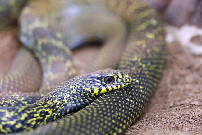 Rettile. Serpente. Primo piano su un serpente ratto cinese (Elaphe carinata). — Foto stock