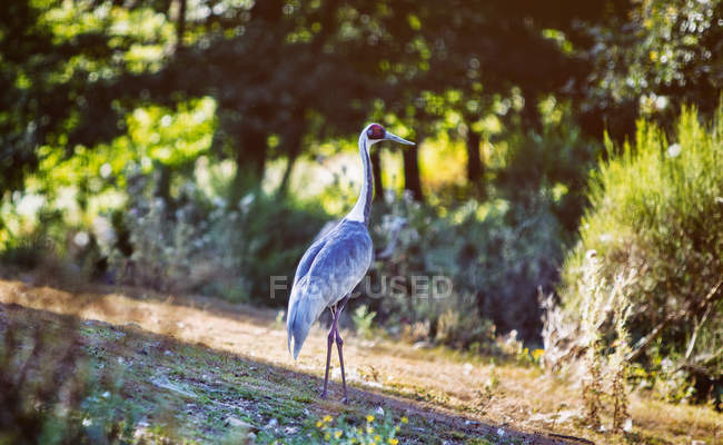 Japanese crane standing in sunny countryside — Stock Photo