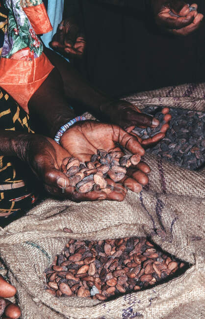 Африка, Того, сушені какао - боби готові до відправлення. — стокове фото