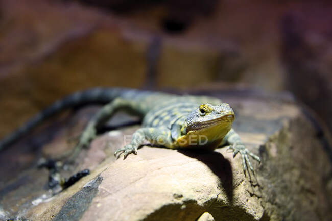 Reptil. Nahaufnahme von einer blauen Eidechse der Felsen (petrosaurus thalassinus)). — Stockfoto