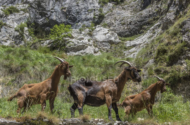 Goats against rocky mountains, selective focus — Stock Photo