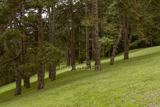Сосны на красивой лужайке в парке — стоковое фото